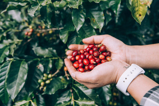 Cascara – co to jest i jak smakuje ta z Panamskiej Geishy? 🍒