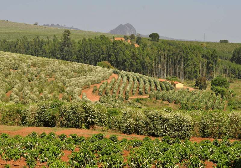 Brazylia czekoladowy przelew przelew Palarnia kawy Focusy kawa specialty Warszawa Wilanów Sylwia Rachfalska arabika robusta ziarno kawy ekspres cappuccino alternatywy drip chemex