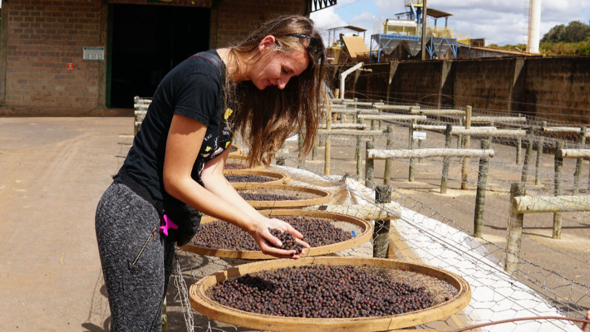 Palarnia kawy Focusy kawa specialty Warszawa Wilanów Sylwia Rachfalska arabika robusta ziarno kawy ekspres cappuccino alternatywy drip chemex