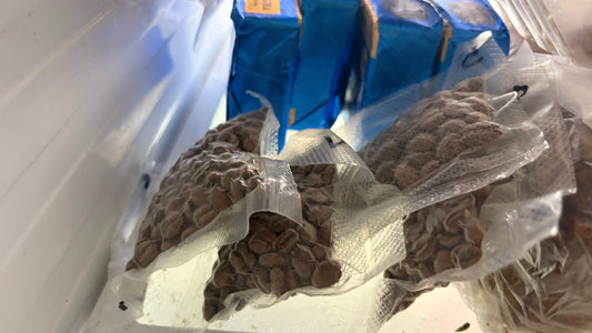 Dlaczego warto mrozić kawę? O sezonowości, zmienności smaku i zatrzymywaniu najlepszych ziaren na dłużej