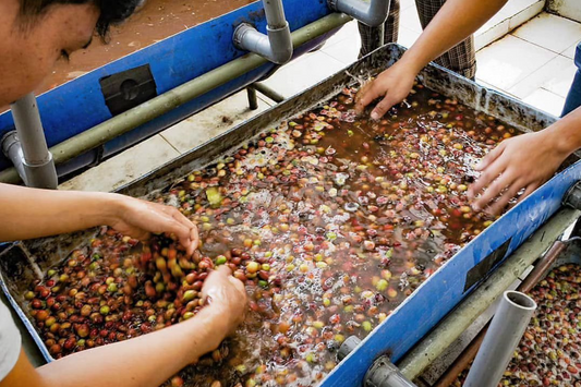 Moda na cofermenty! Jak je parzyć, żeby wyciągnąć z nich to, co najlepsze?