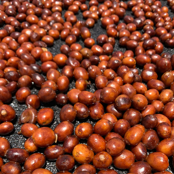 Kolumbia słodki przelew Palarnia kawy Focusy kawa specialty Warszawa Wilanów Sylwia Rachfalska arabika robusta ziarno kawy ekspres cappuccino alternatywy drip chemex
