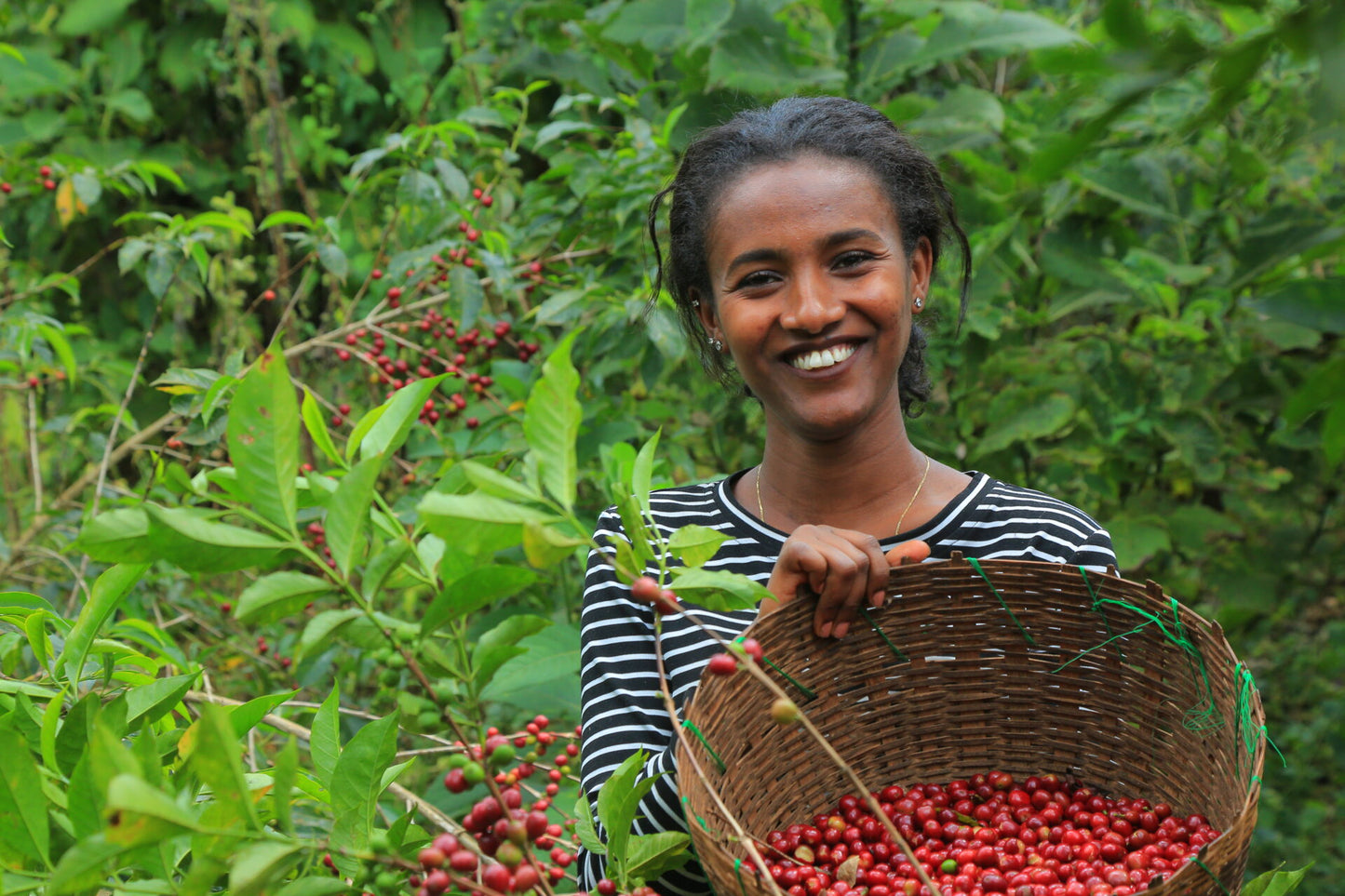 Etiopia kwiatowy przelew Palarnia kawy Focusy kawa specialty Warszawa Wilanów Sylwia Rachfalska arabika robusta ziarno kawy ekspres cappuccino alternatywy drip chemex