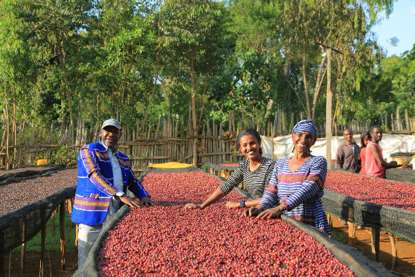Etiopia kwiatowy przelew Palarnia kawy Focusy kawa specialty Warszawa Wilanów Sylwia Rachfalska arabika robusta ziarno kawy ekspres cappuccino alternatywy drip chemex
