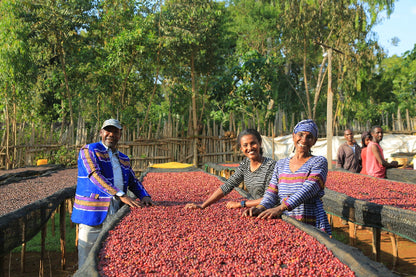 Etiopia kwiatowy przelew Palarnia kawy Focusy kawa specialty Warszawa Wilanów Sylwia Rachfalska arabika robusta ziarno kawy ekspres cappuccino alternatywy drip chemex