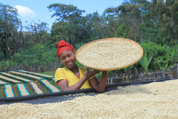 Etiopia kwiatowy przelew Palarnia kawy Focusy kawa specialty Warszawa Wilanów Sylwia Rachfalska arabika robusta ziarno kawy ekspres cappuccino alternatywy drip chemex