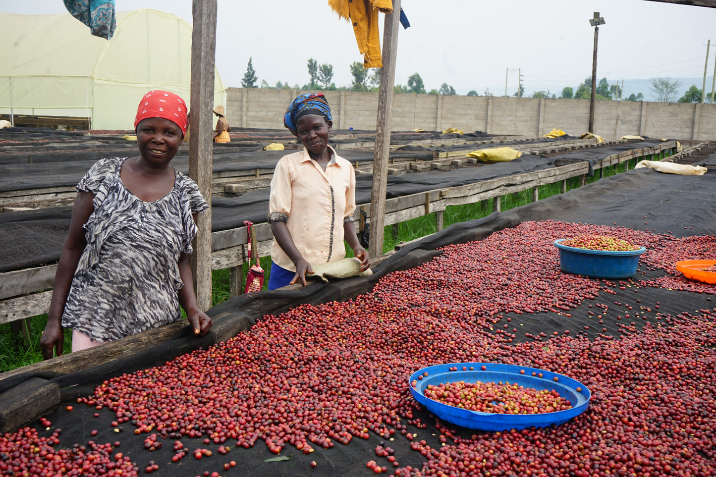UGANDA by Maria Kirya & Norman Mukuru ✦owocowy przelew