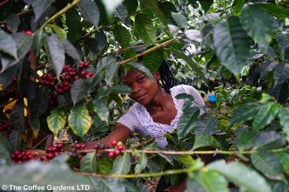 UGANDA by Maria Kirya & Norman Mukuru ✦owocowy przelew